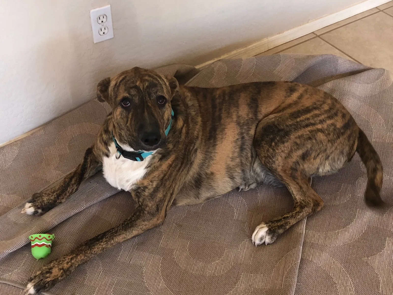Found dog in Peoria, AZ, 85381