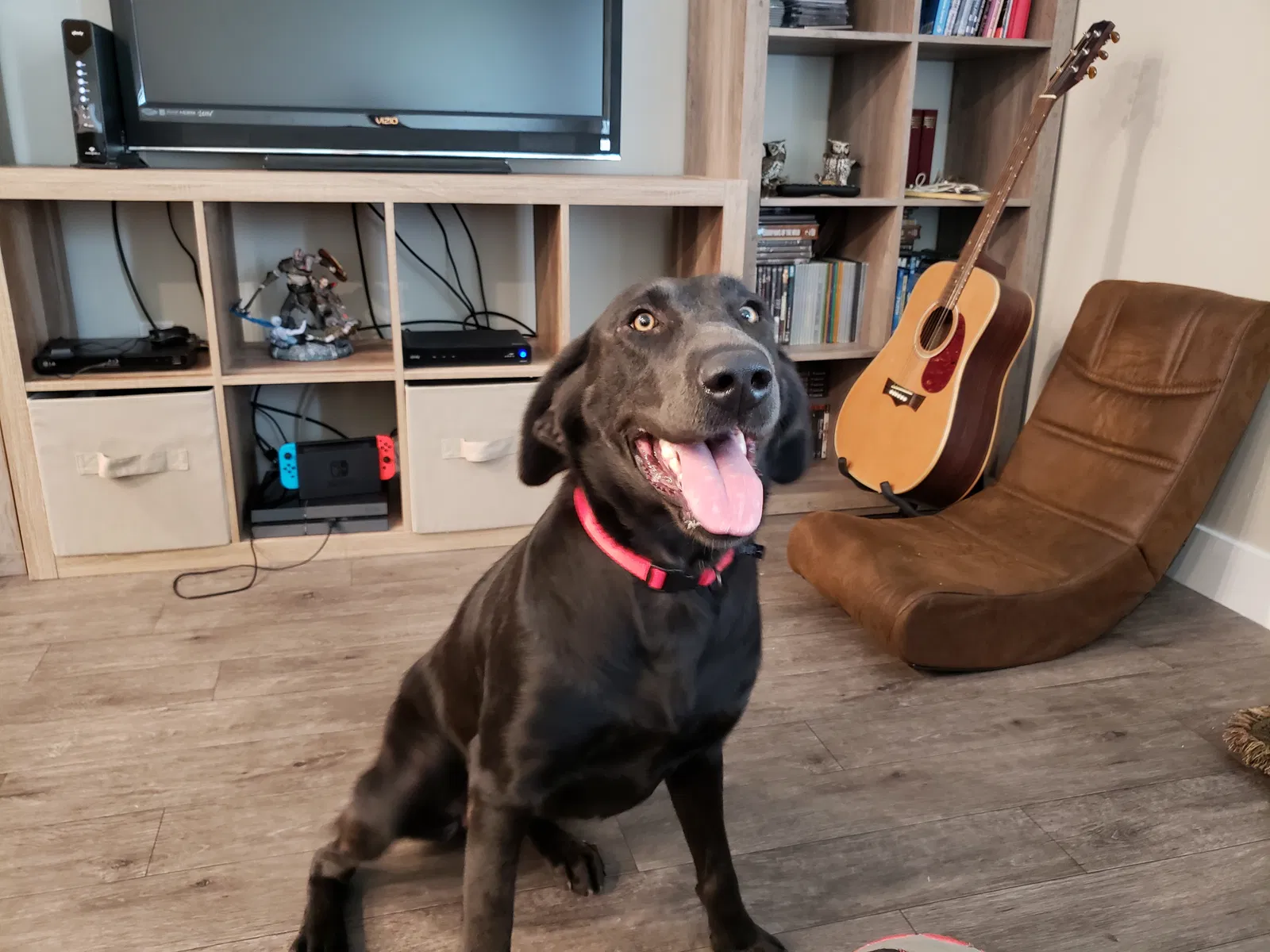 Found dog in Clearfield, UT, 84015