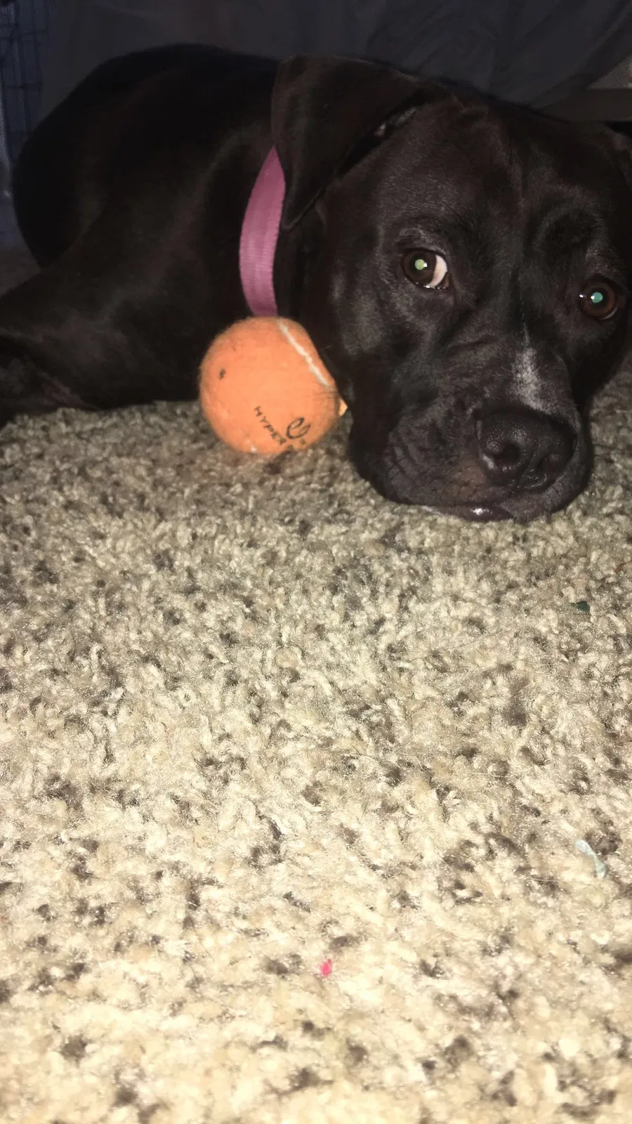 Found dog in Birmingham, AL, 35242