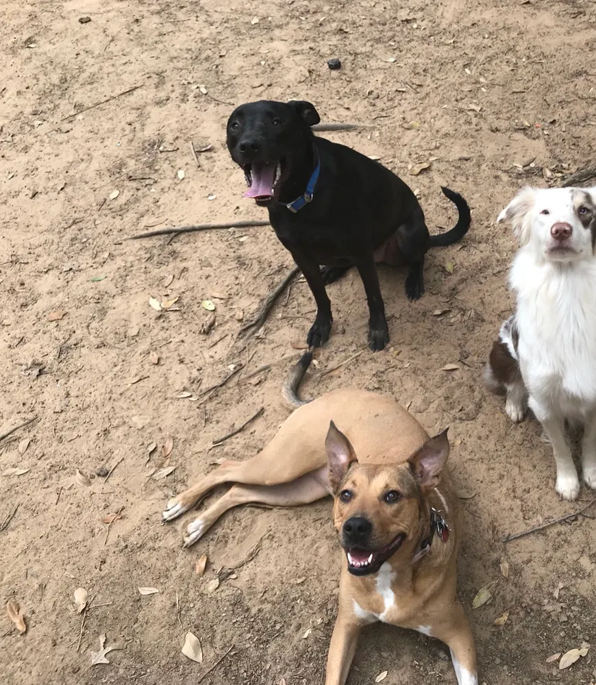 Found dog in Lewisville, TX, 75077