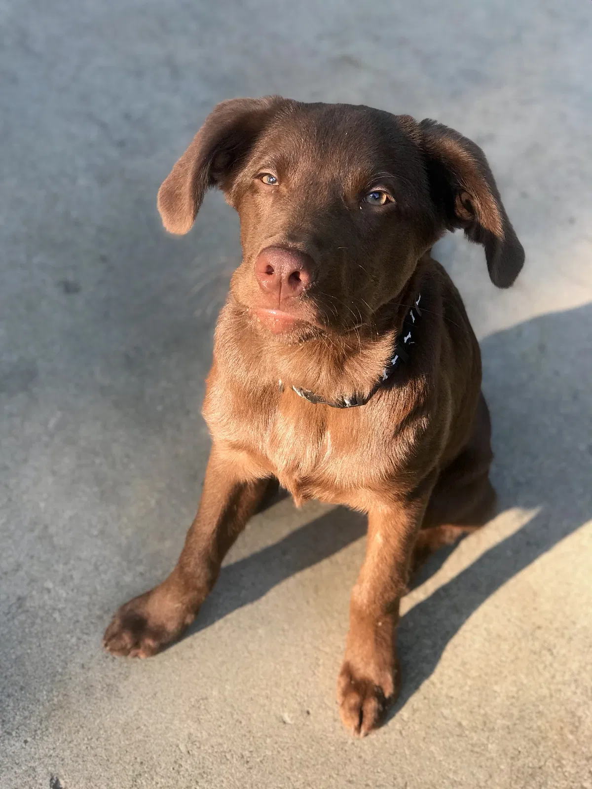 Found dog in Beaver Falls, PA, 15010