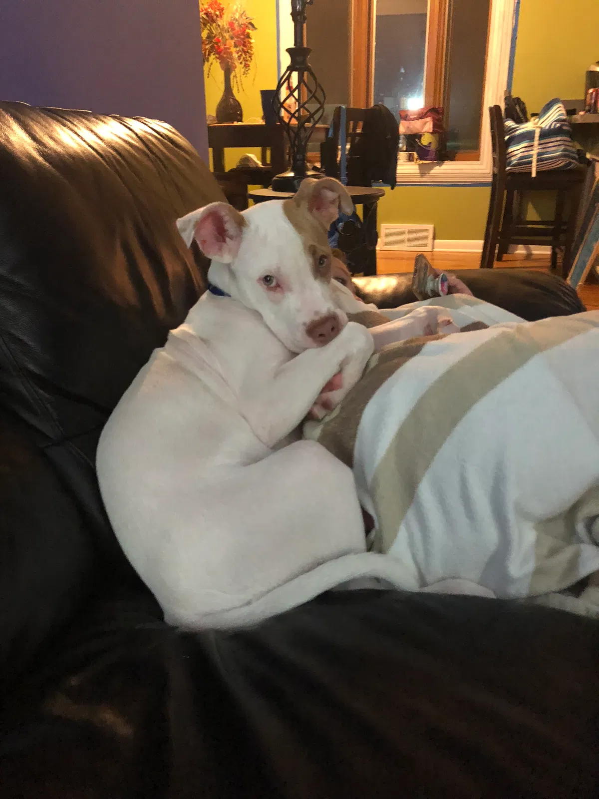 Found dog in Trenton, MI, 48183
