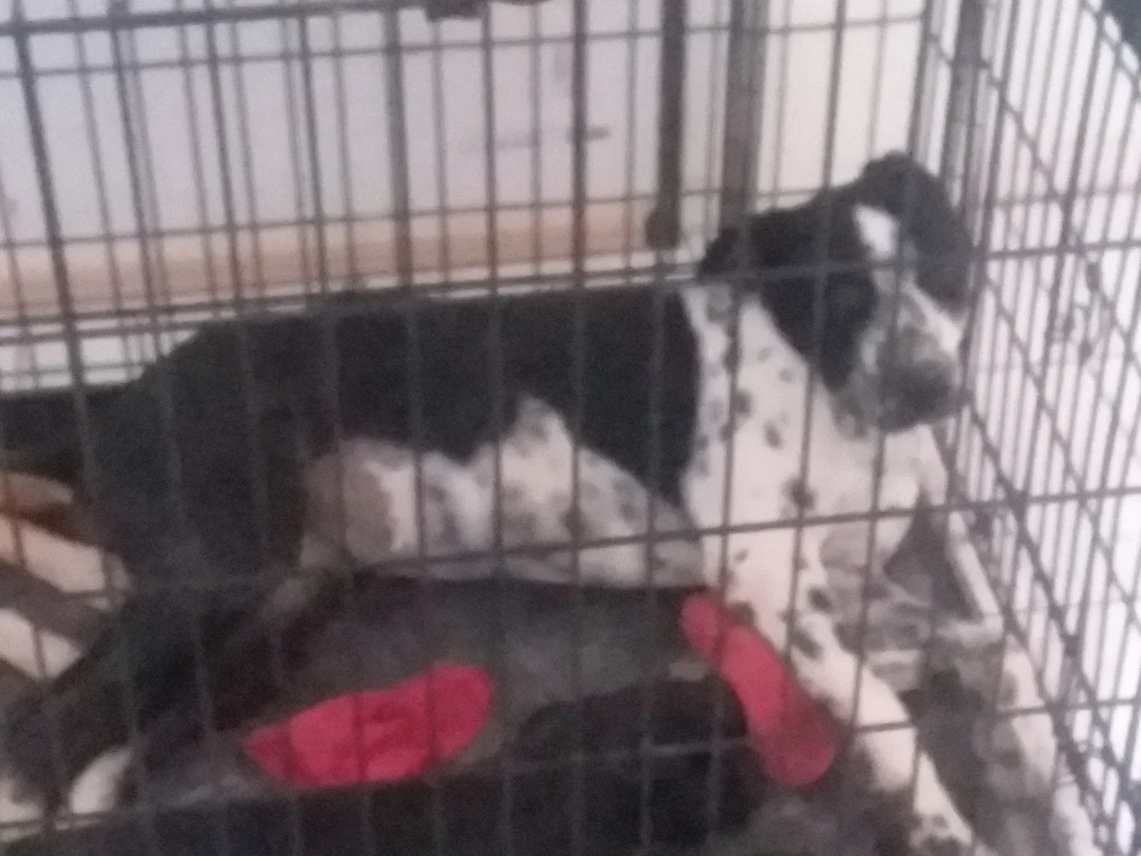 Found dog in Avondale, AZ, 85323