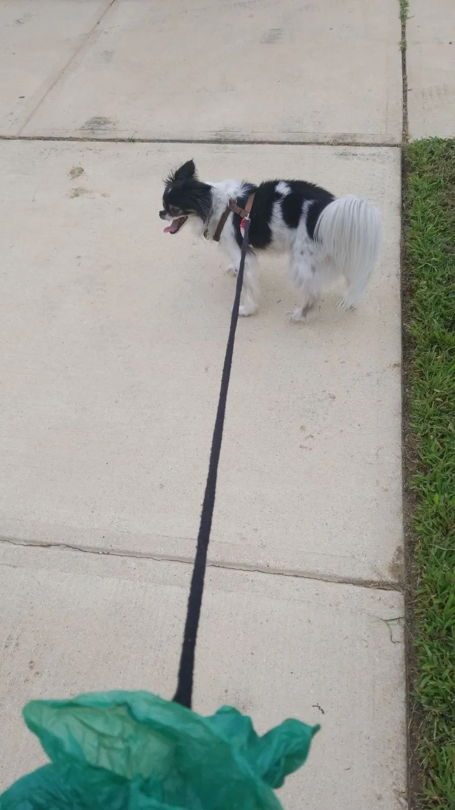 Found dog in Bowie, MD, 20716