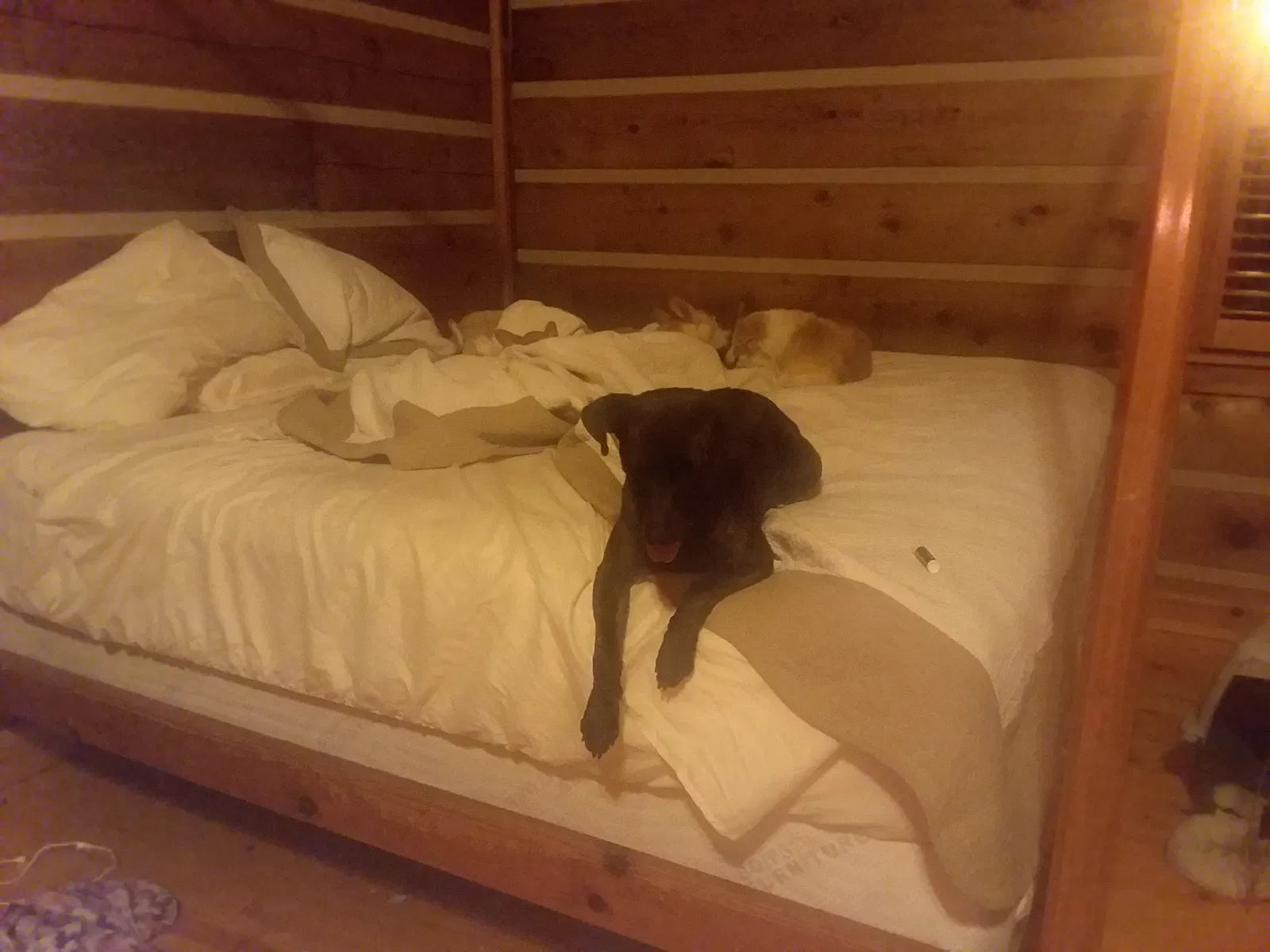 Found dog in East Bernstadt, KY, 40729