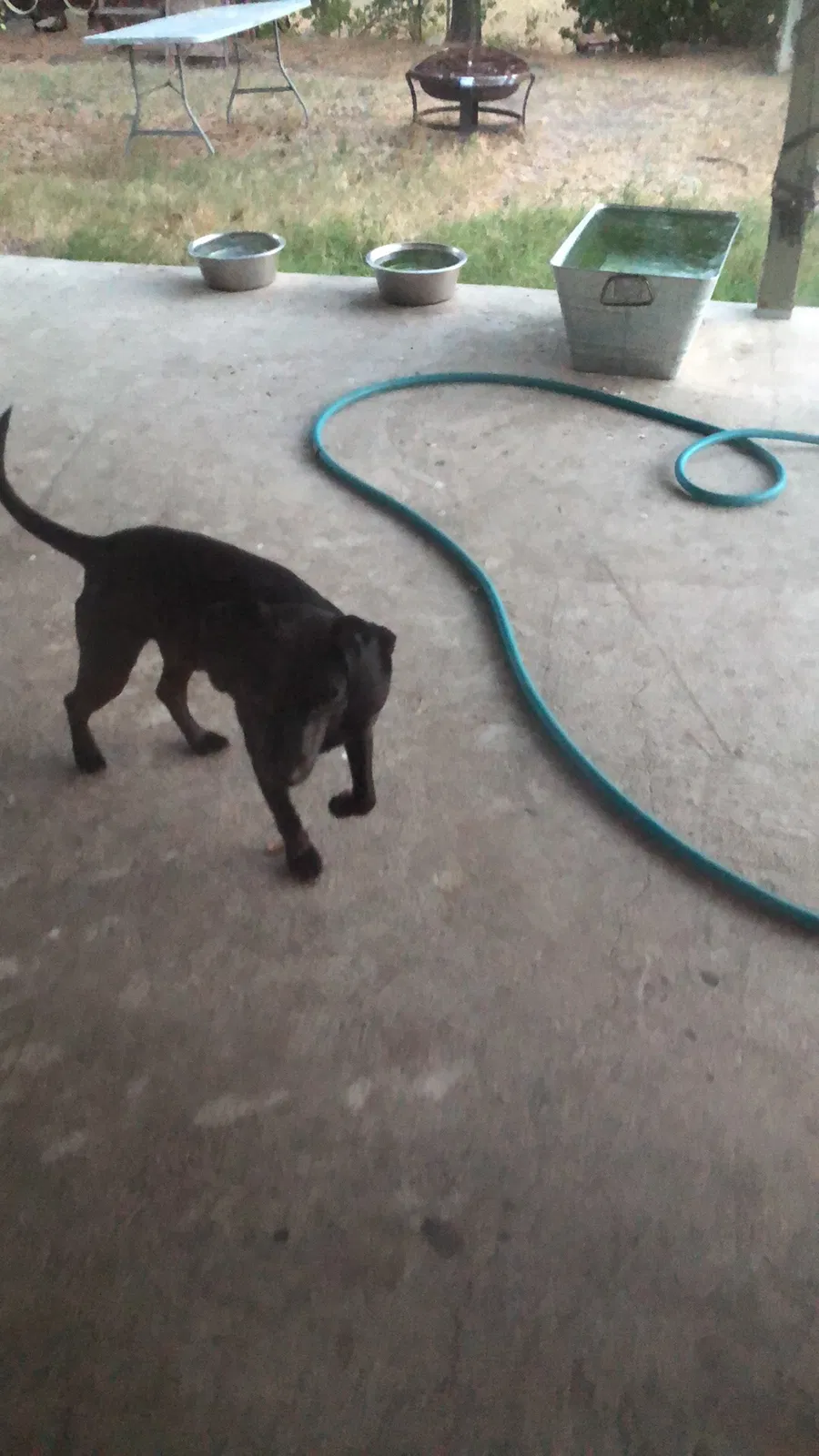 Found dog in Copperas Cove, TX, 76522