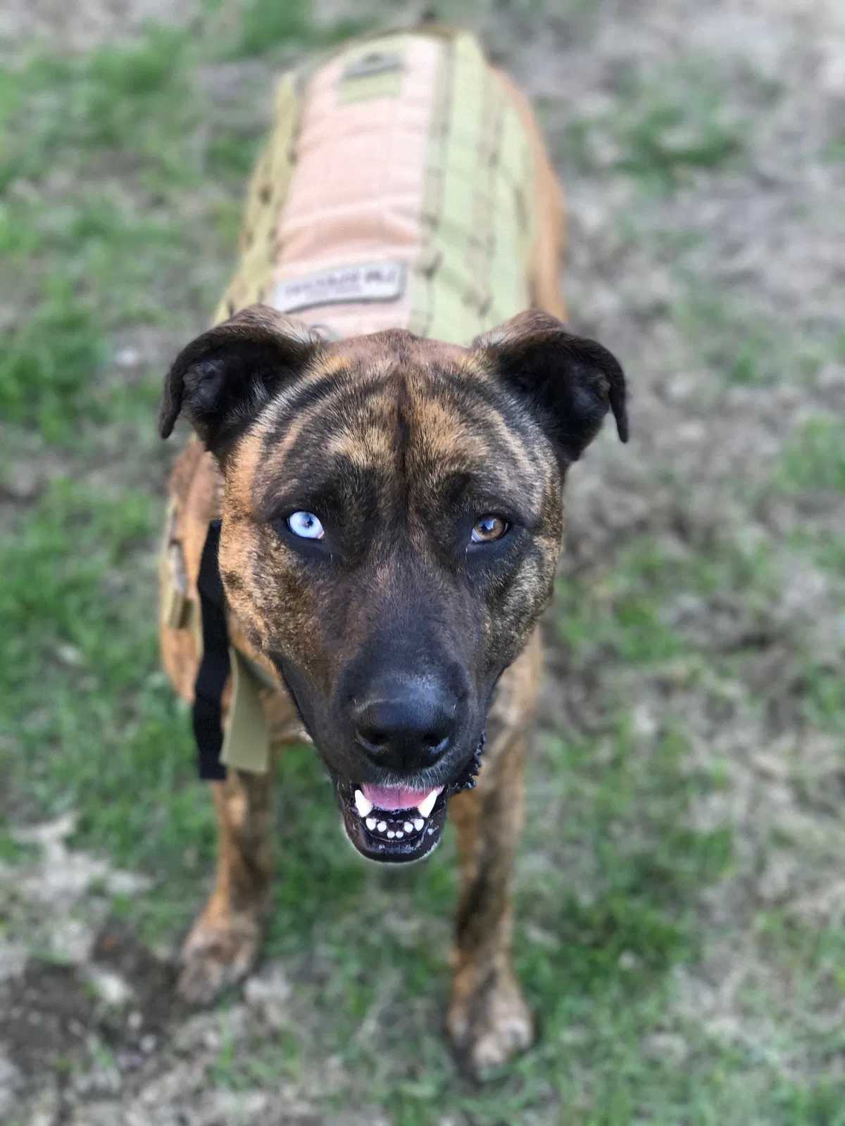 Found dog in Phoenix, AZ, 85086
