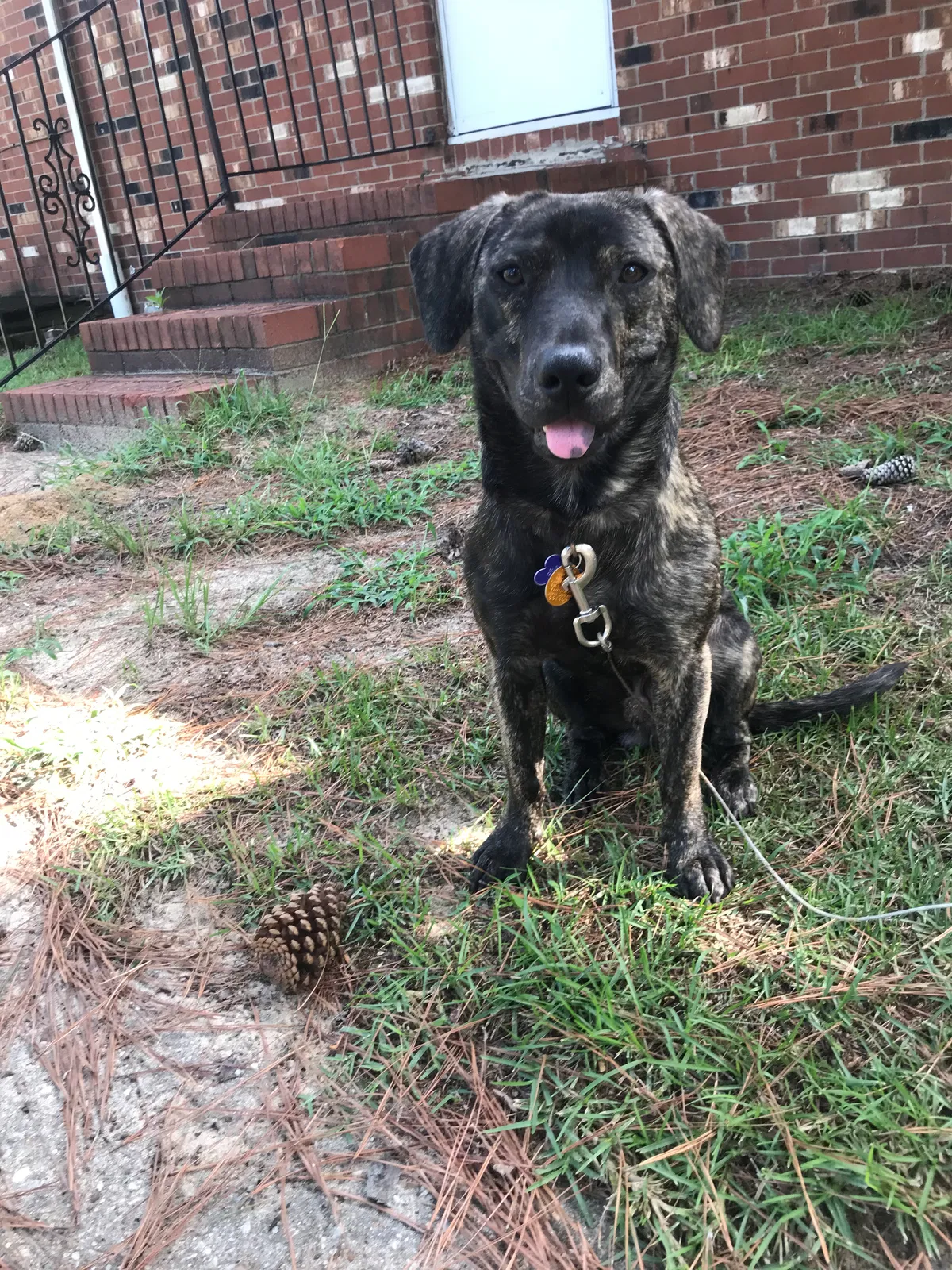Found dog in Fayetteville, NC, 28311