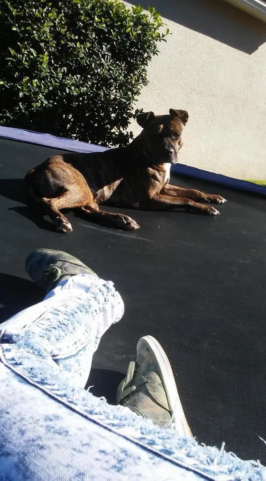 Found dog in Orlando, FL, 32826