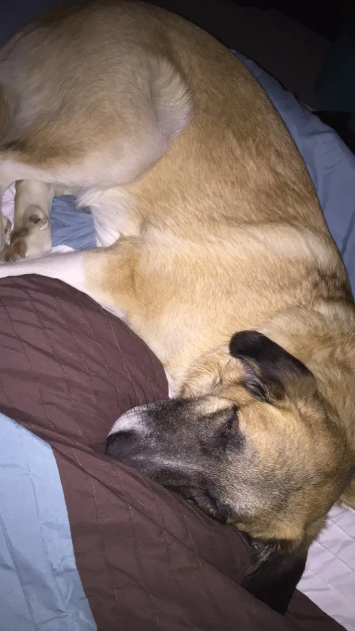 Found dog in Woodway, TX, 76712