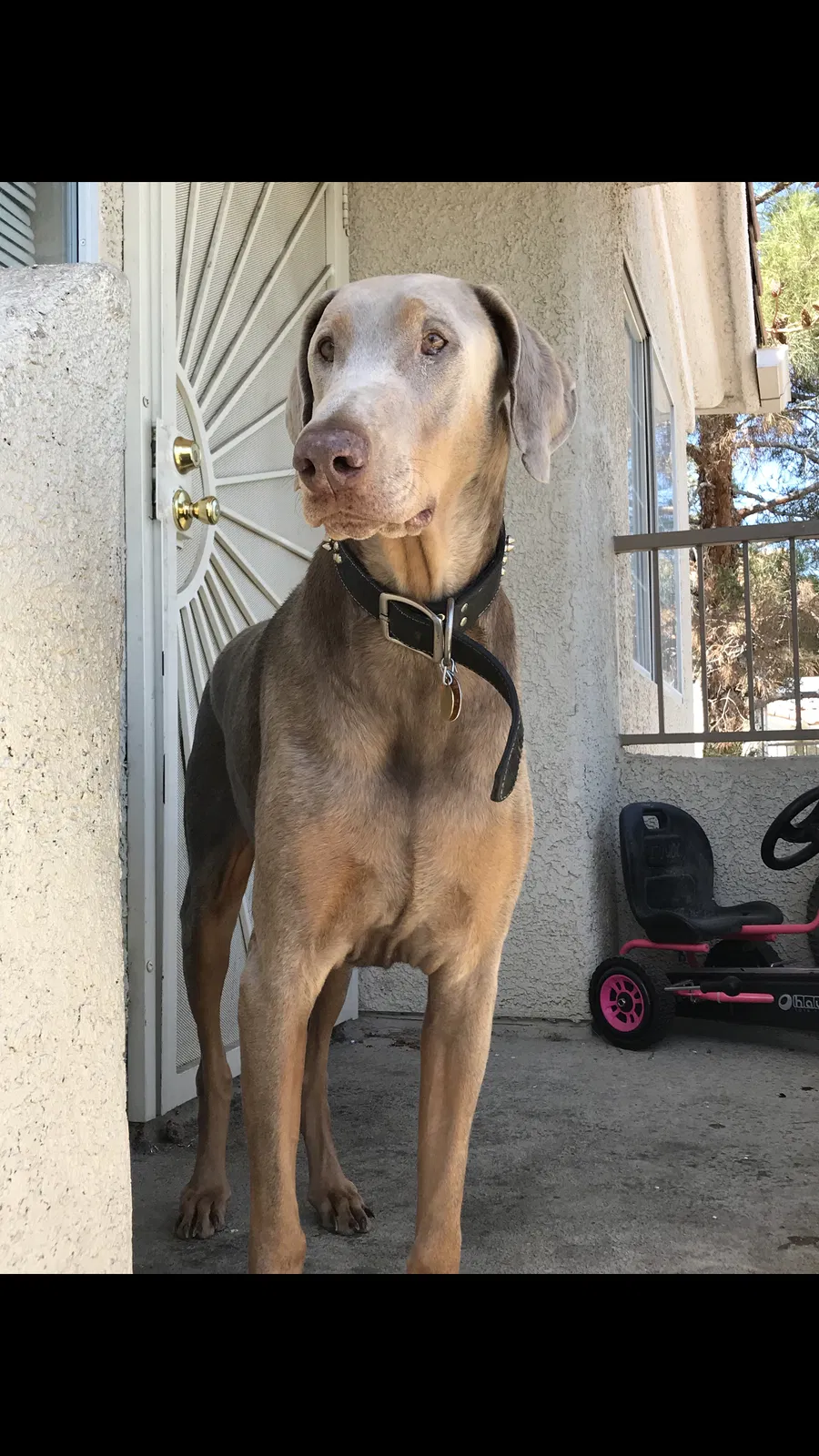 Found dog in North Las Vegas, NV, 89032