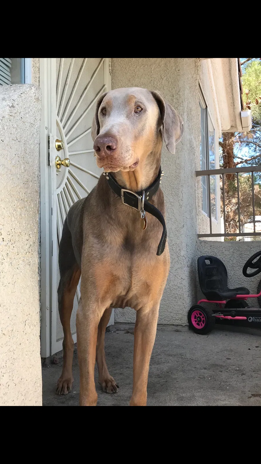 Found dog in North Las Vegas, NV, 89032