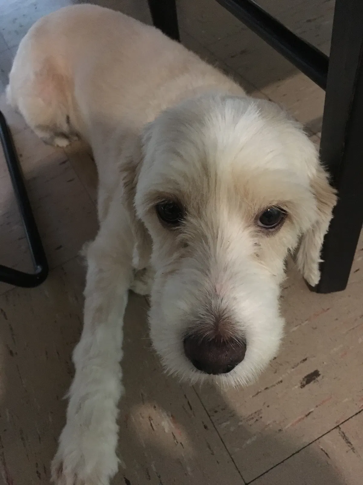 Found dog in Jersey City, NJ, 7305