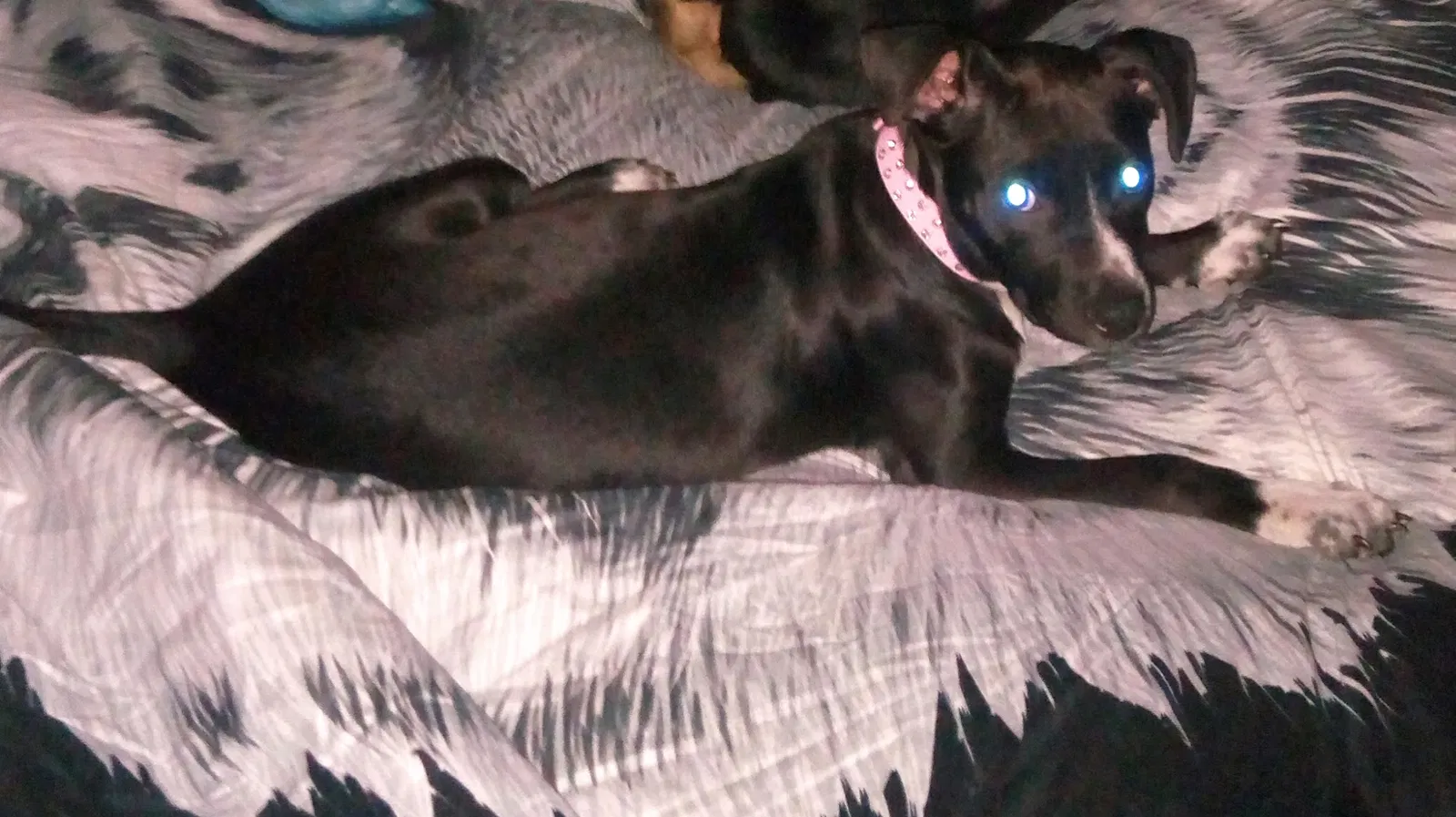 Found dog in Saint Charles, MO, 63303