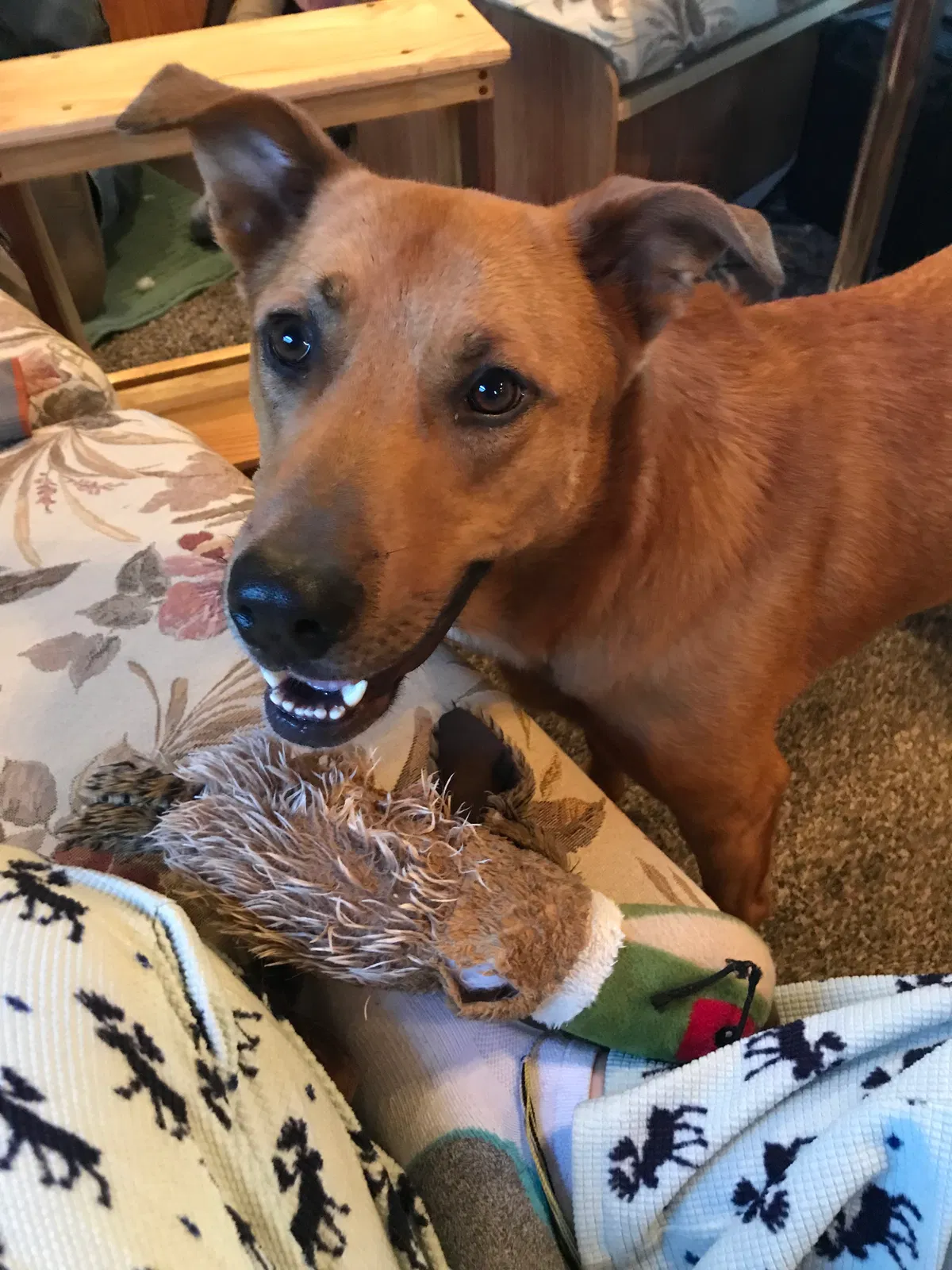 Found dog in Dillsboro, IN, 47018