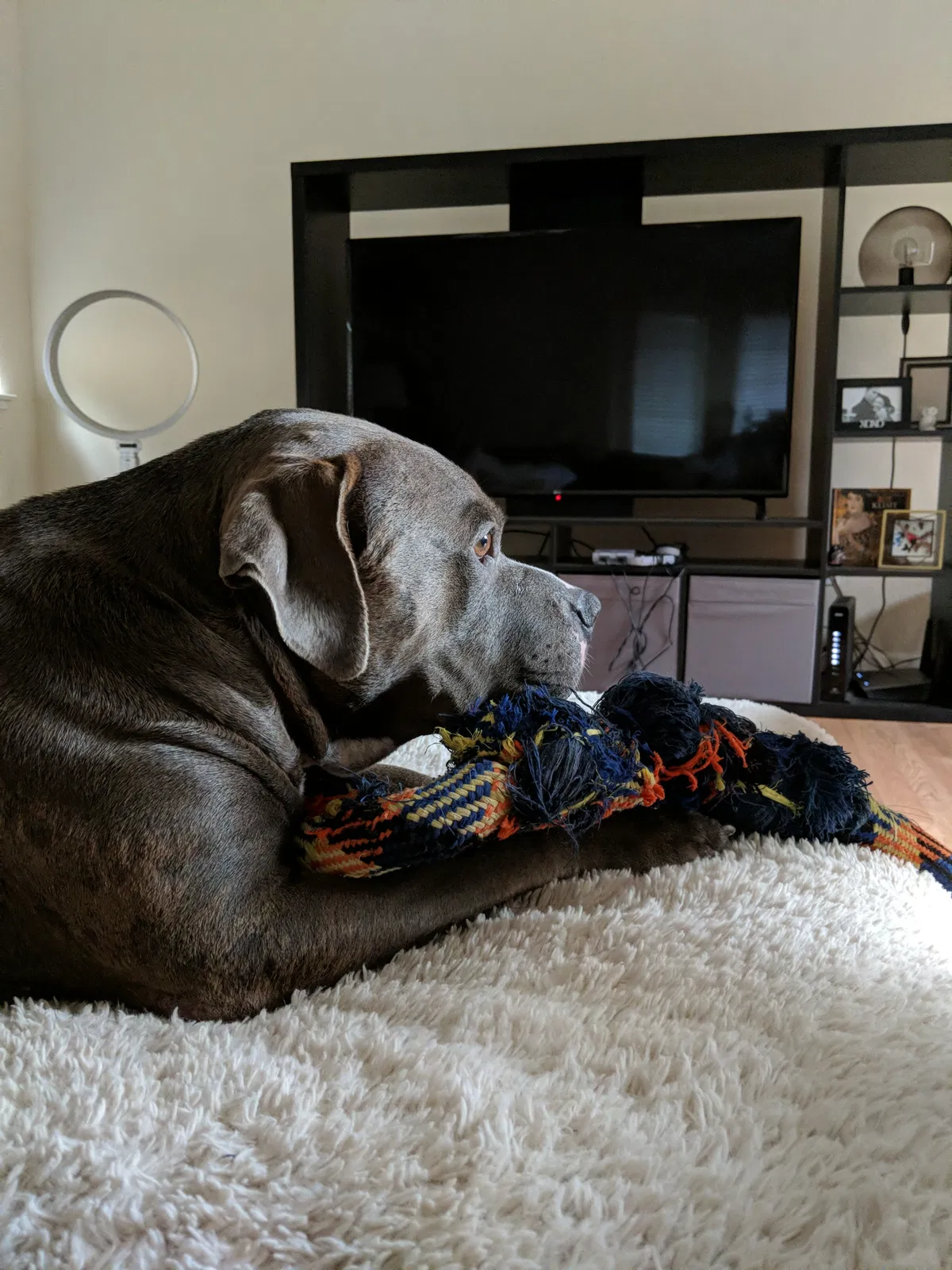 Found dog in Vallejo, CA, 94591