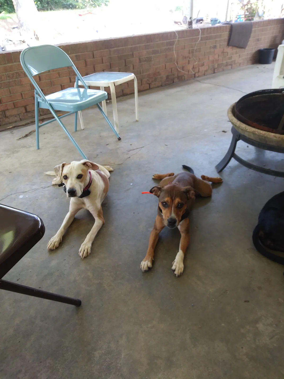 Found dog in Coats, NC, 27521