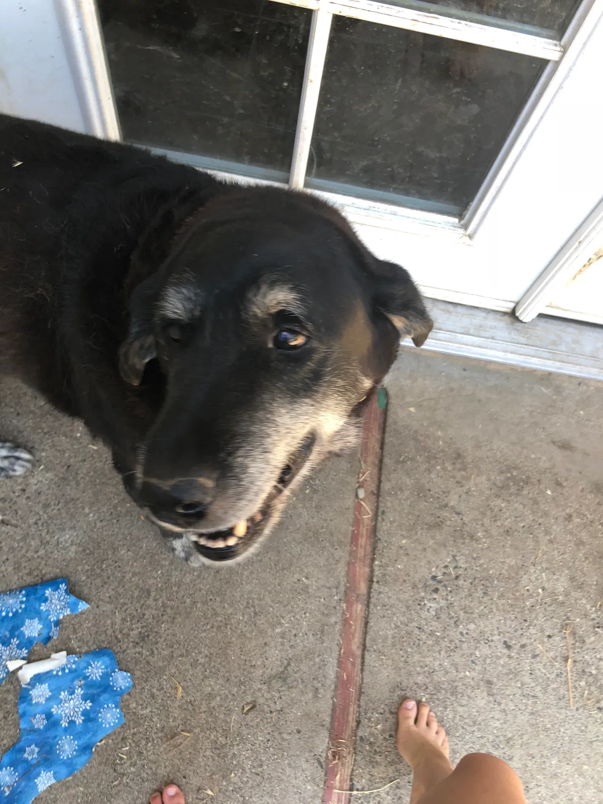 Found dog in Fair Oaks, CA, 95628