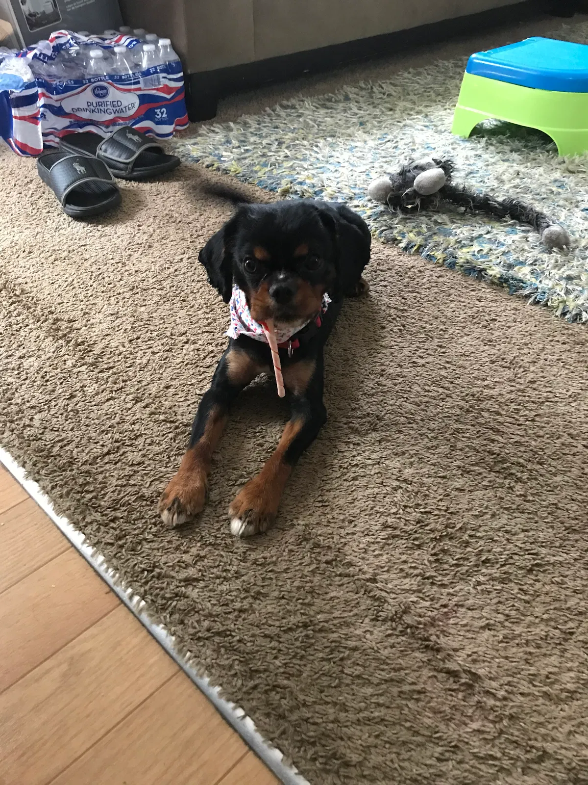 Found dog in Lawrenceville, GA, 30044