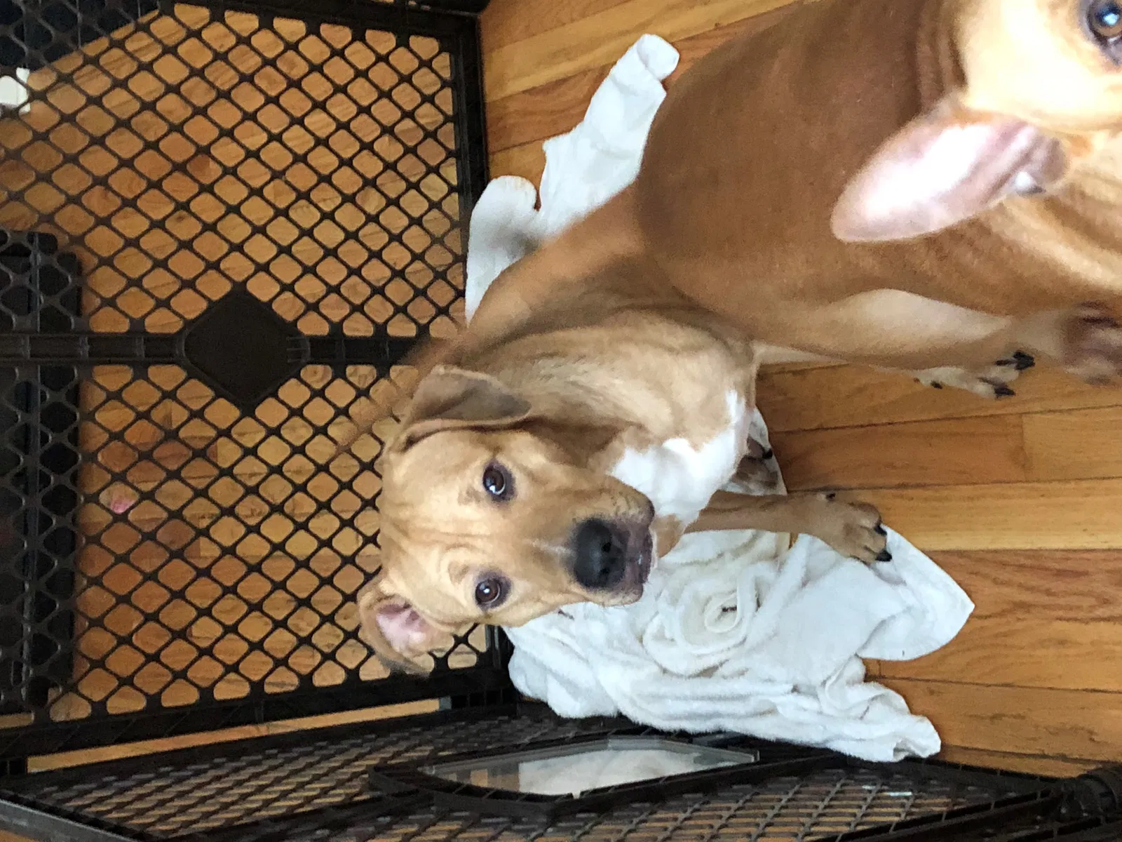 Found dog in Gurnee, IL, 60031