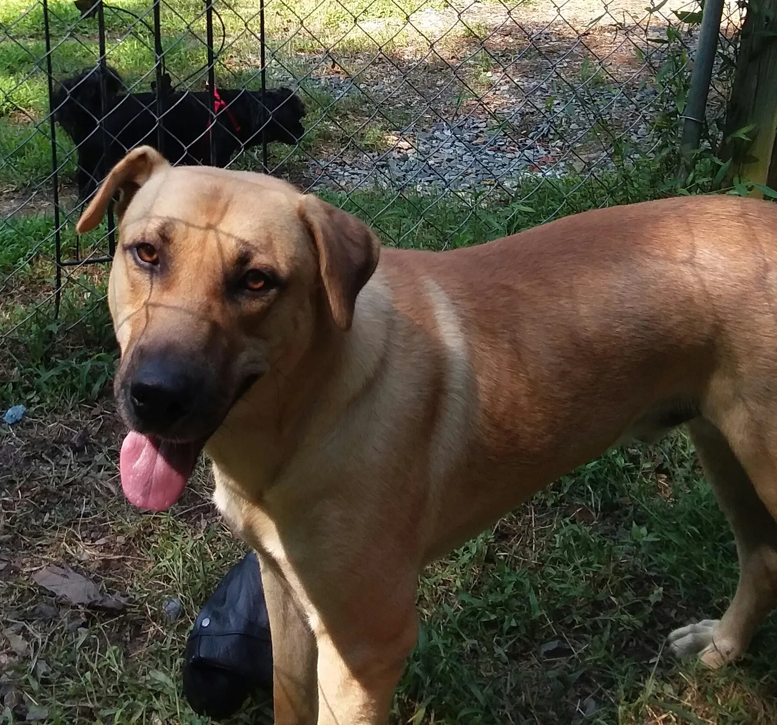 Found dog in Kannapolis, NC, 28083