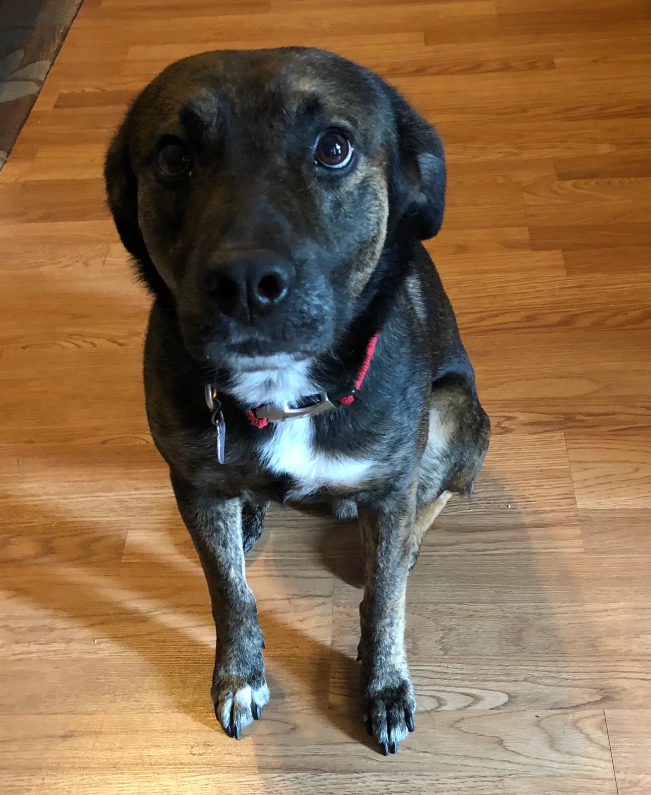 Found dog in Macon, GA, 31216