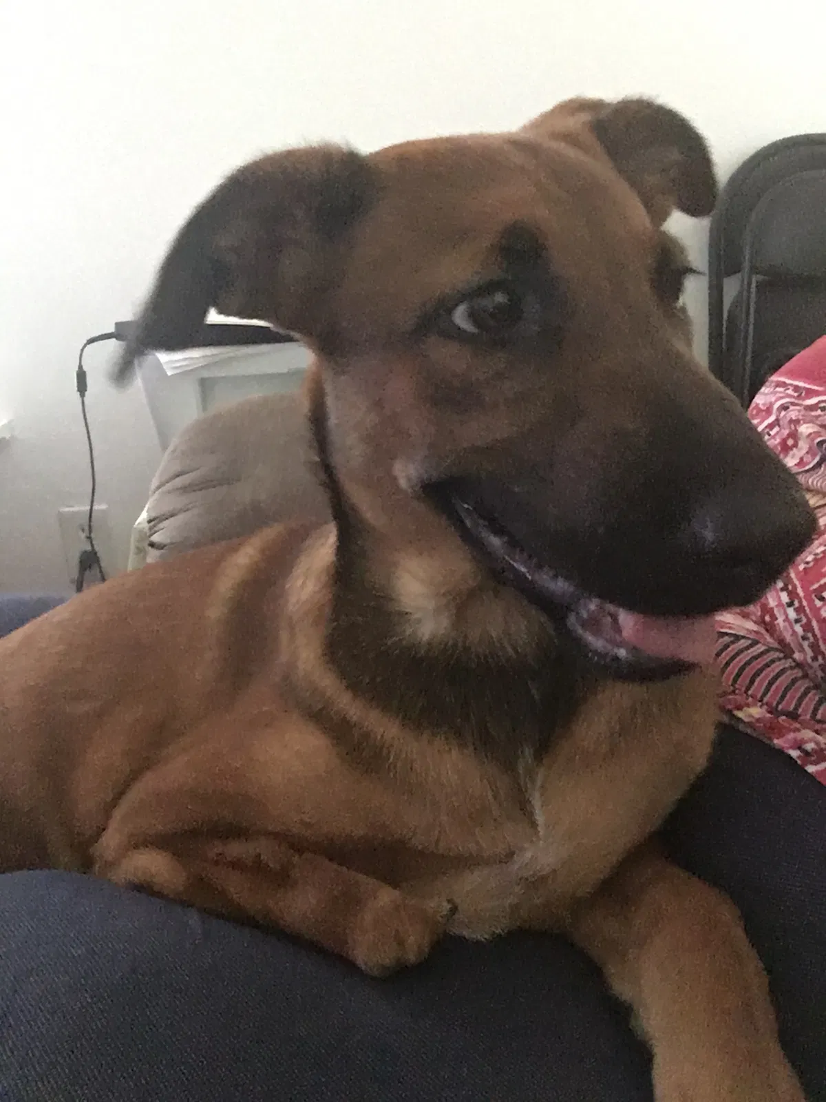 Found dog in Alvin, TX, 77511