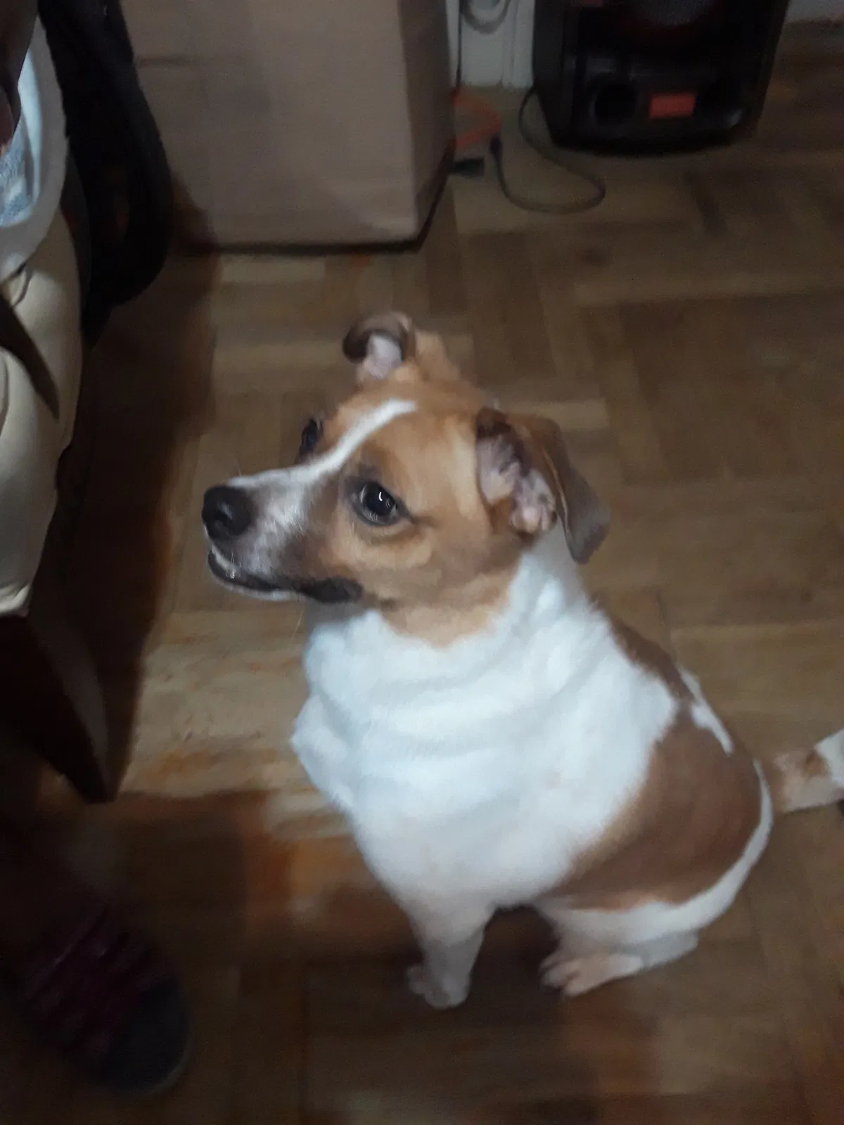 Found dog in Bronx, NY, 10469