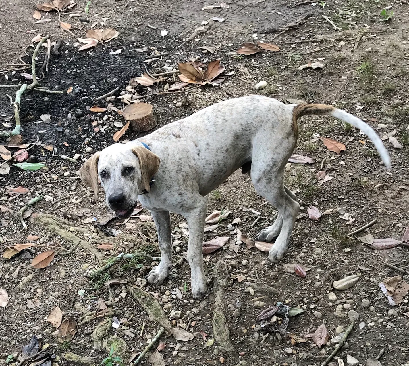 Found dog in Mamou, LA, 70554