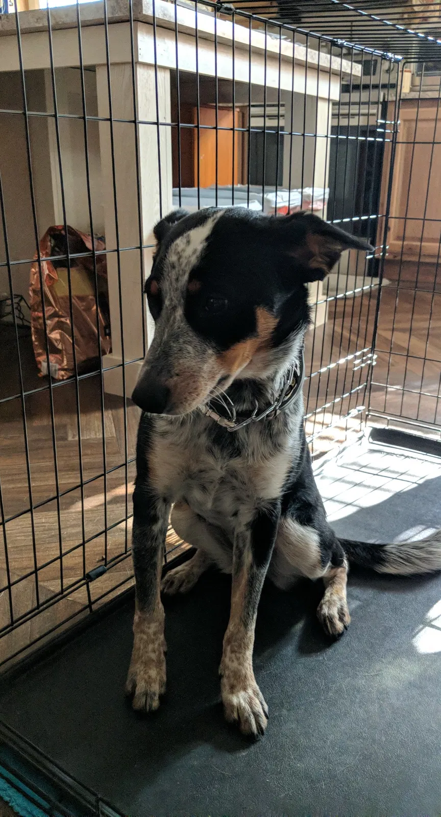Found dog in O Fallon, MO, 63368