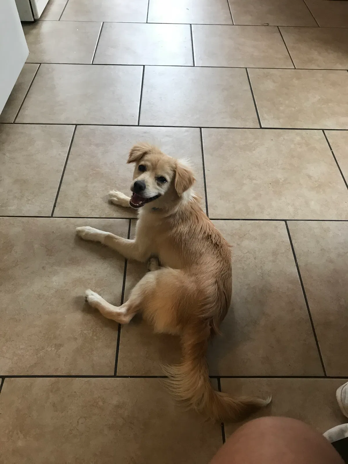 Found dog in York, PA, 17401