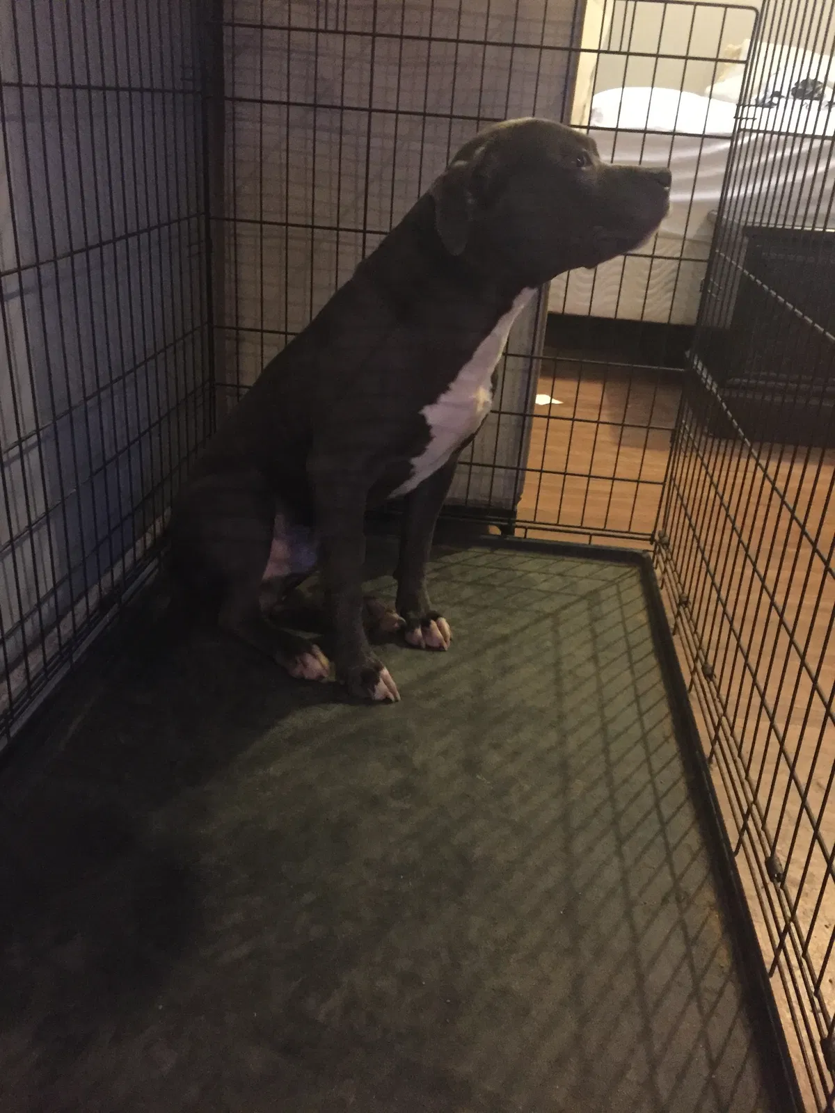Found dog in Powder Springs, GA, 30127