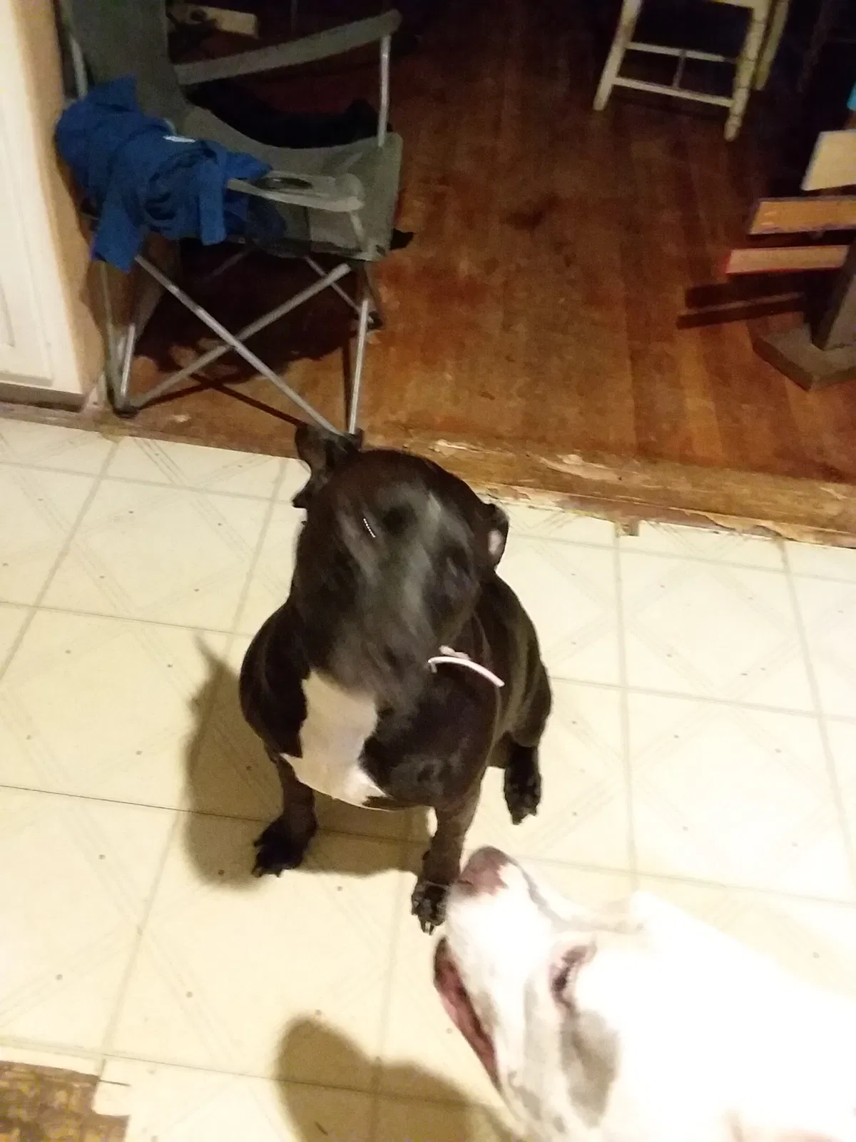 Found dog in Atlanta, GA, 30345