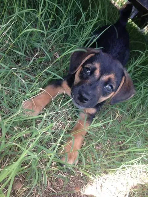 Found dog in Hot Springs National Park, AR, 71913