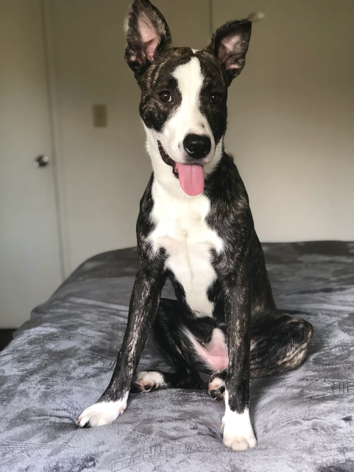 Found dog in Corona, CA, 92882