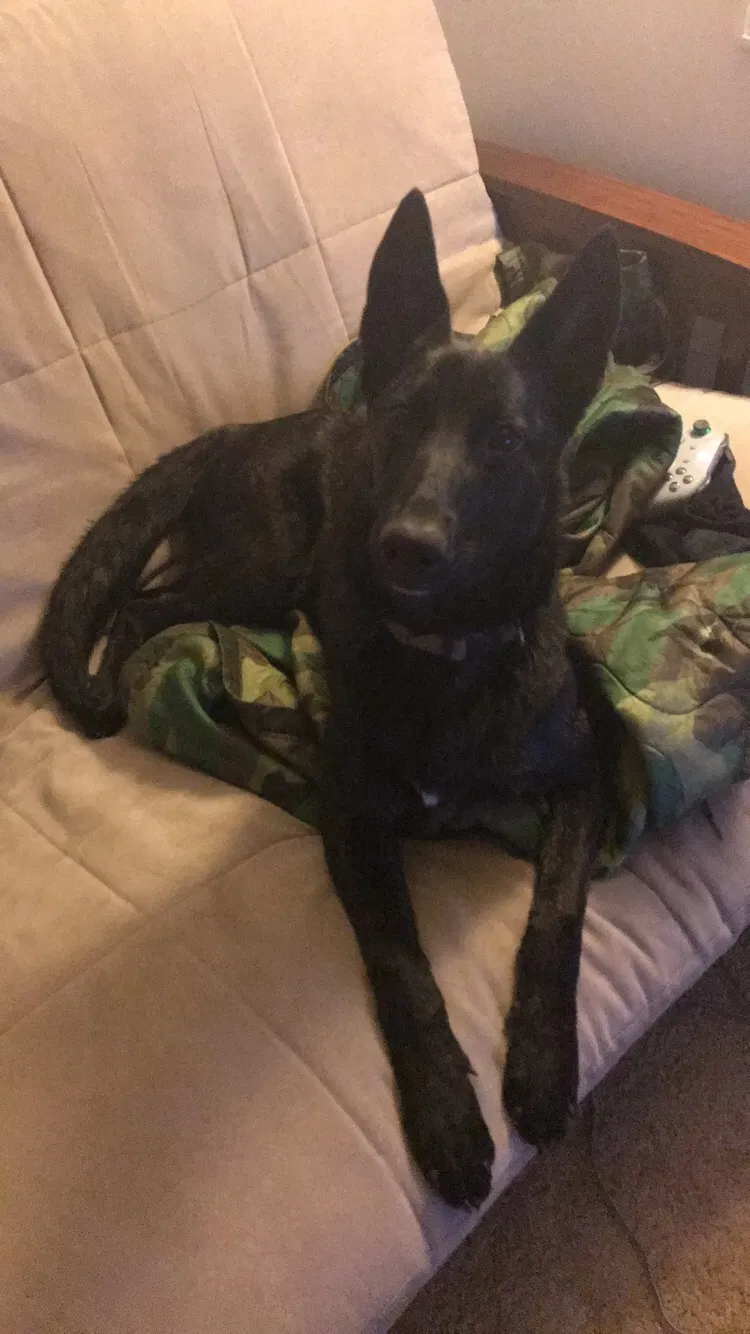 Found dog in Fayetteville, NC, 28303