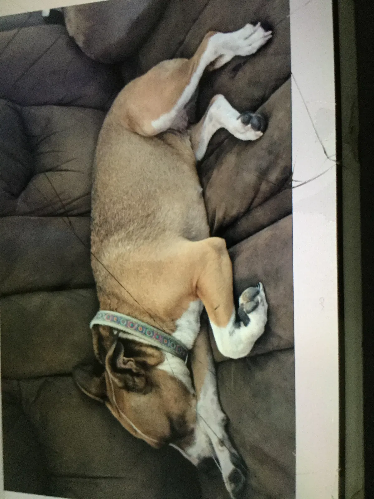 Found dog in Flagstaff, AZ, 86001
