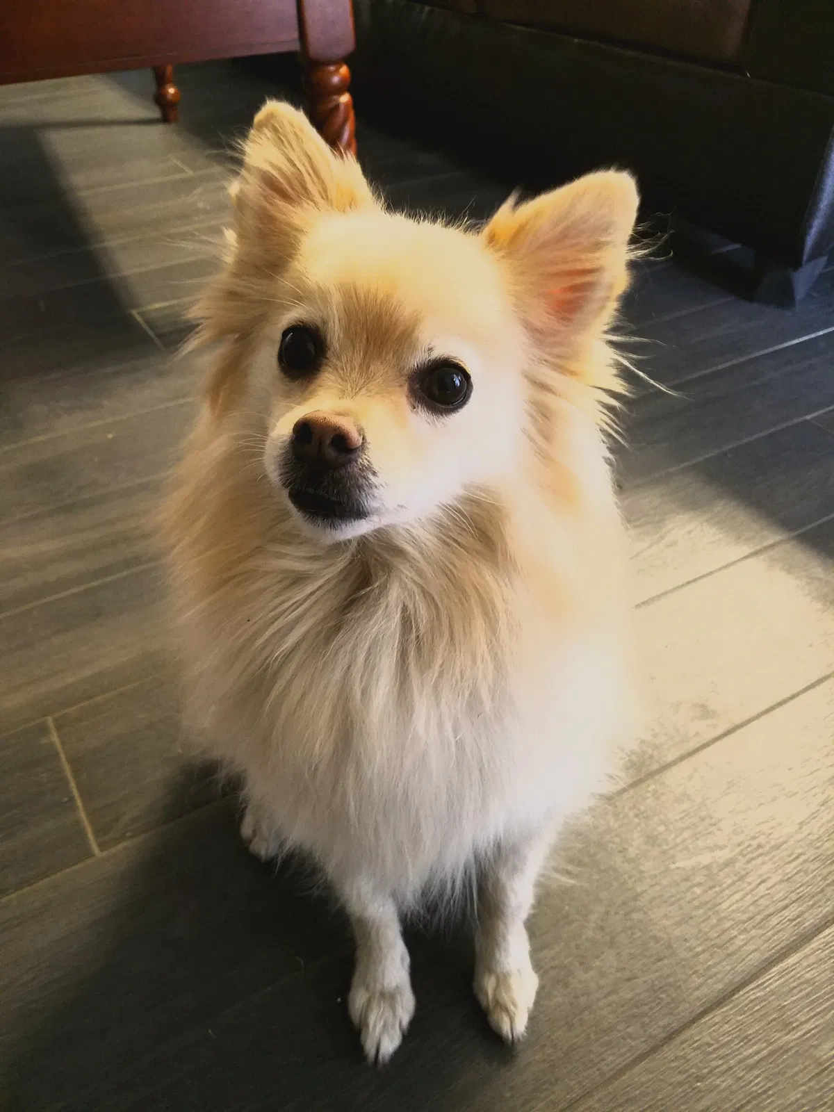 Found dog in Oakley, CA, 94561