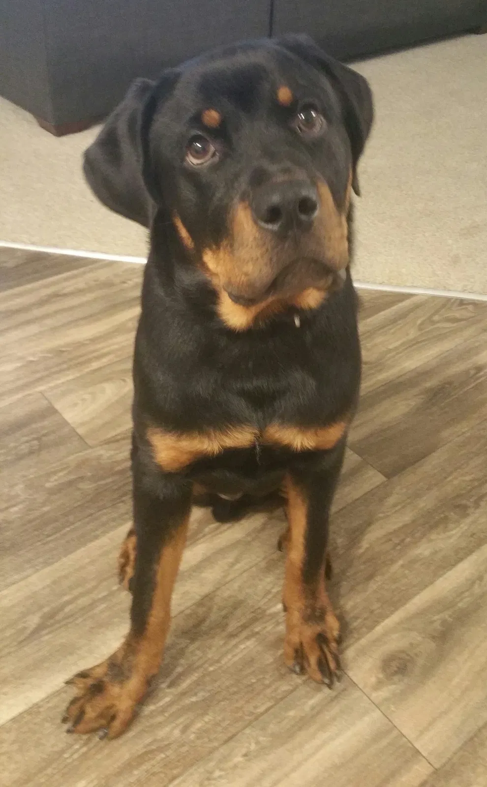 Found dog in Raleigh, NC, 27614