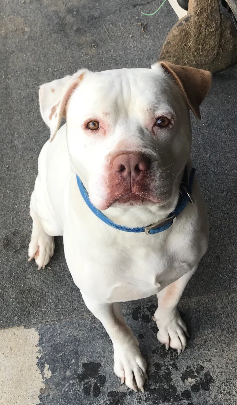Found dog in Memphis, MI, 48041