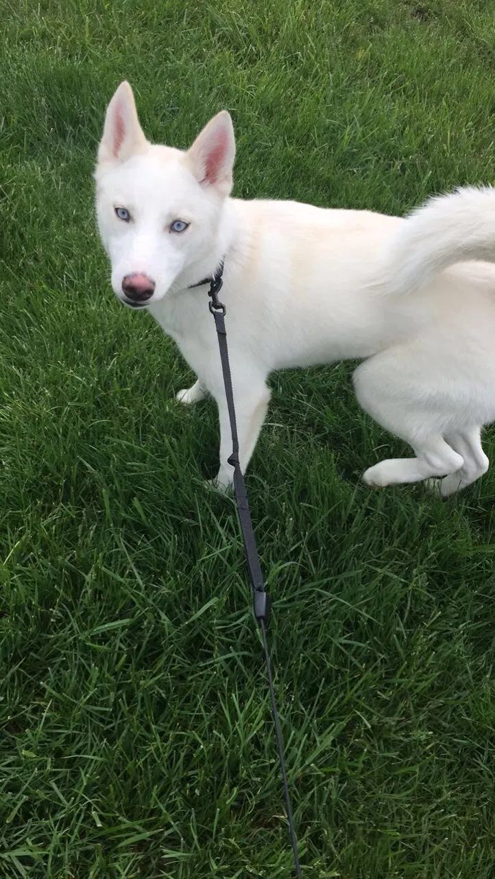 Found dog in Muncie, IN, 47303