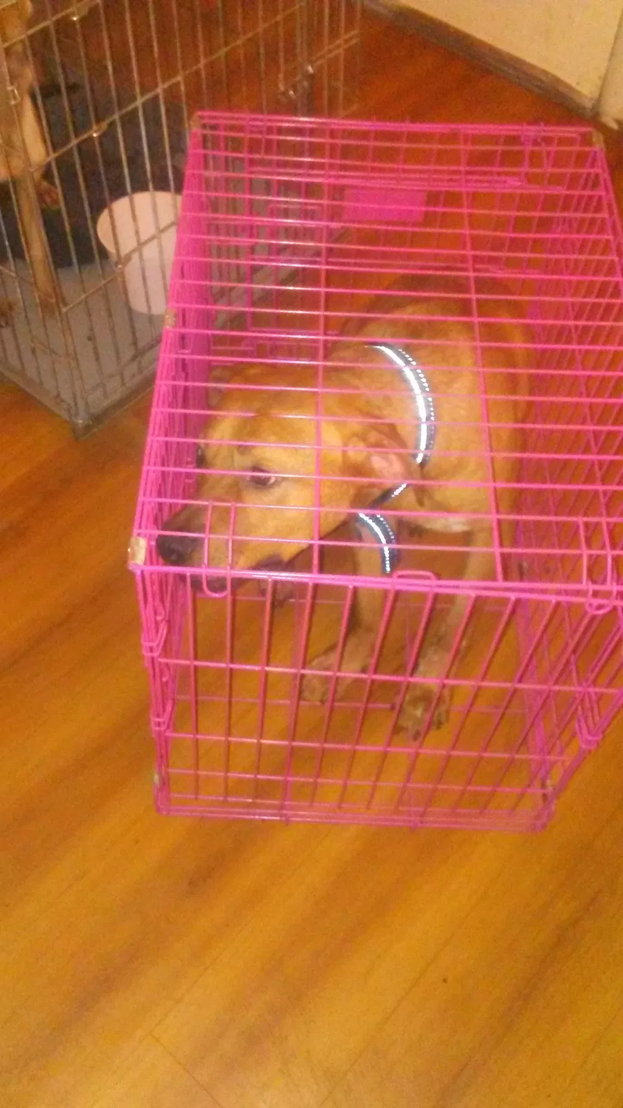 Found dog in Columbia, SC, 29210