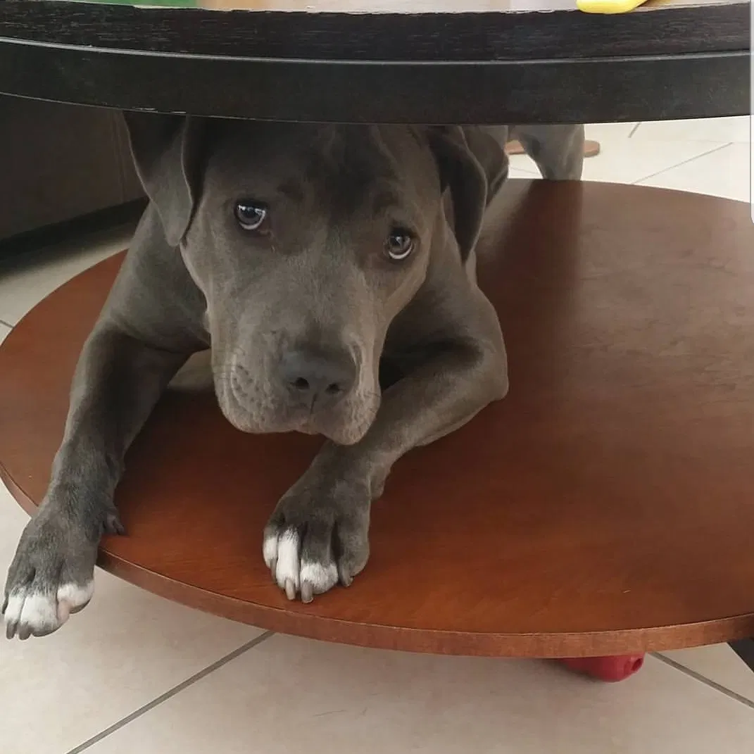 Found dog in Chula Vista, CA, 91915