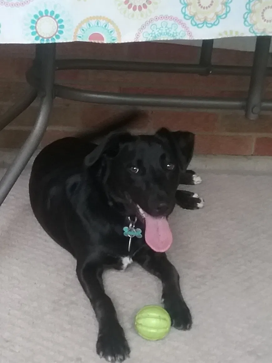 Found dog in Trenton, OH, 45067