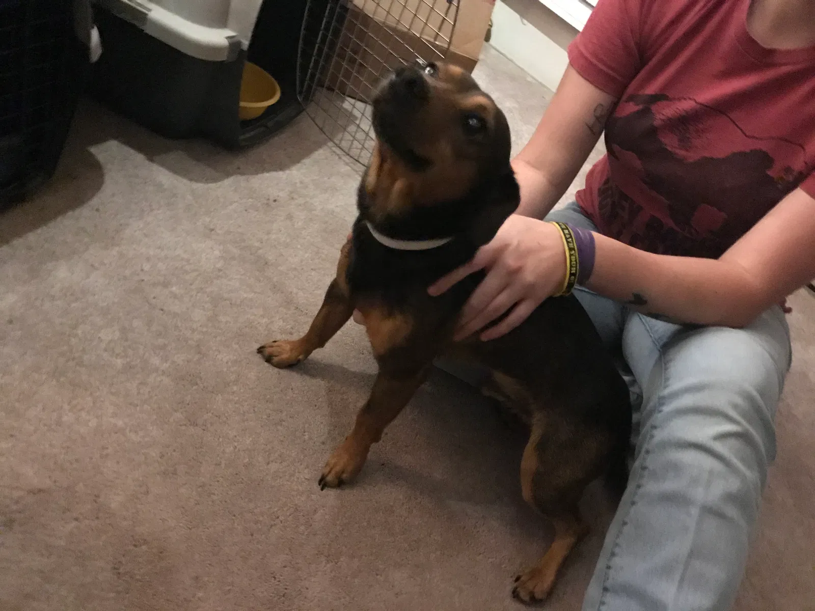 Found dog in Canyon, TX, 79015