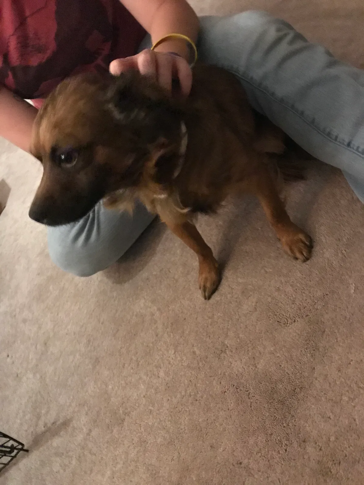 Found dog in Canyon, TX, 79015