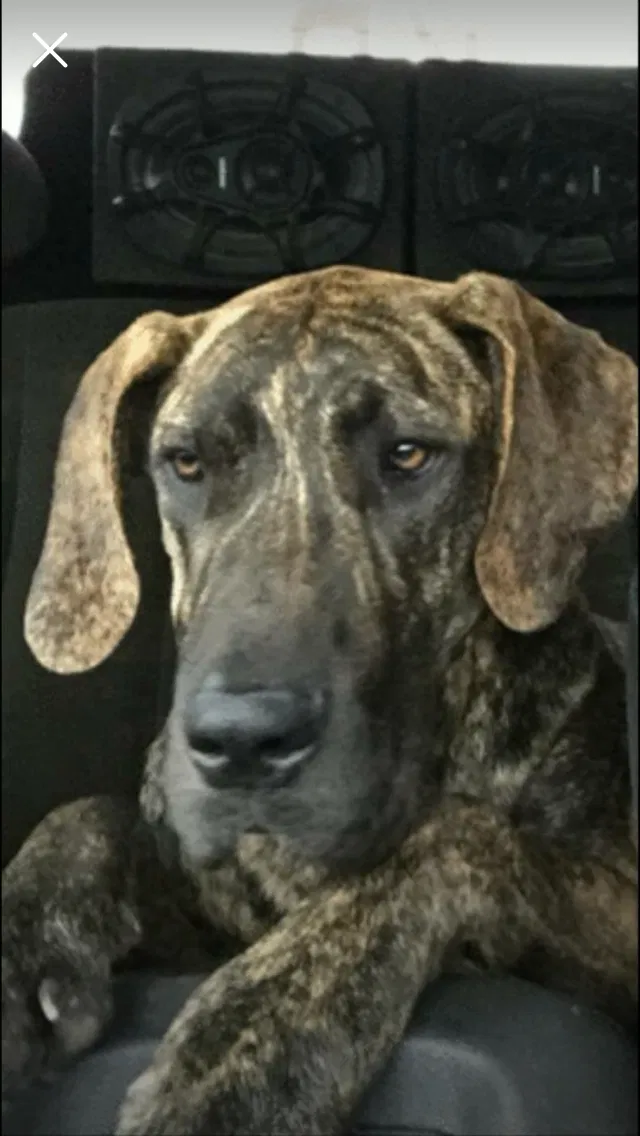 Found dog in Thornton, TX, 76687