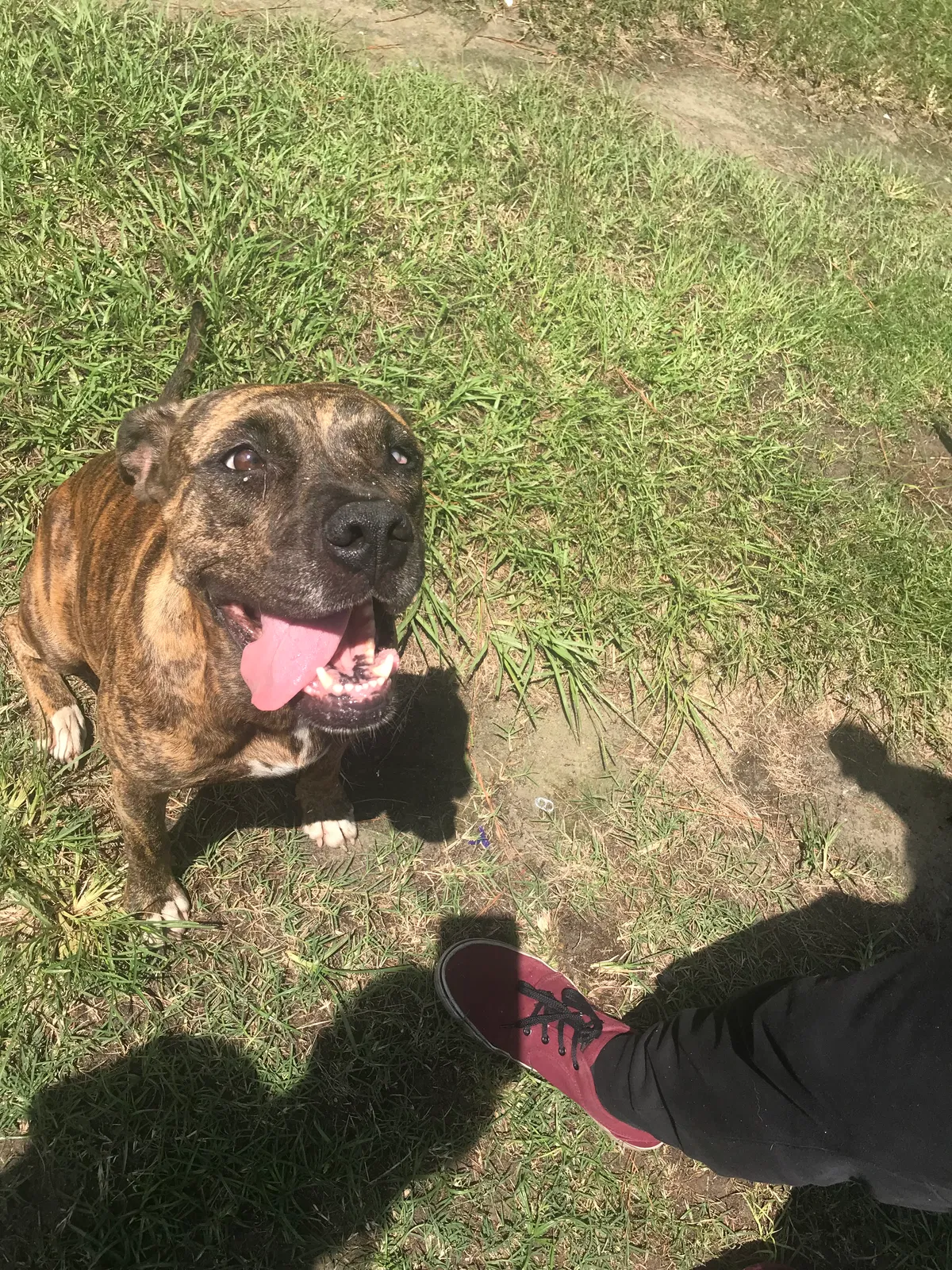 Found dog in Valdosta, GA, 31605