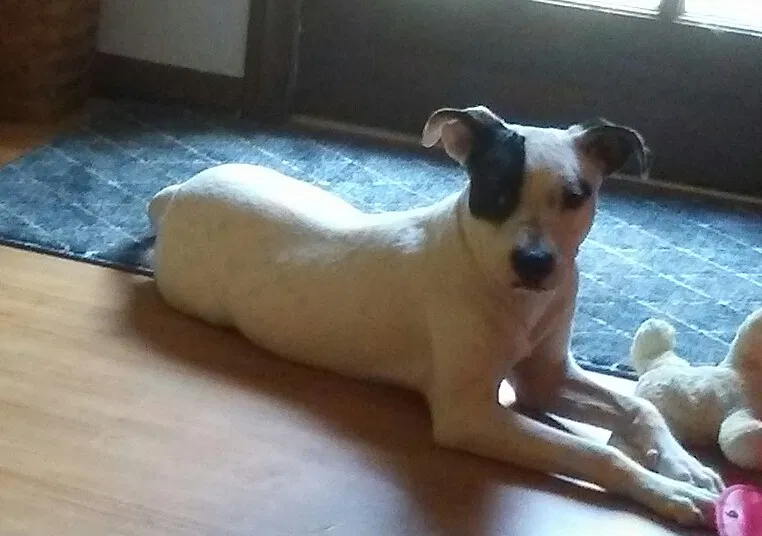 Found dog in Columbia, SC, 29223