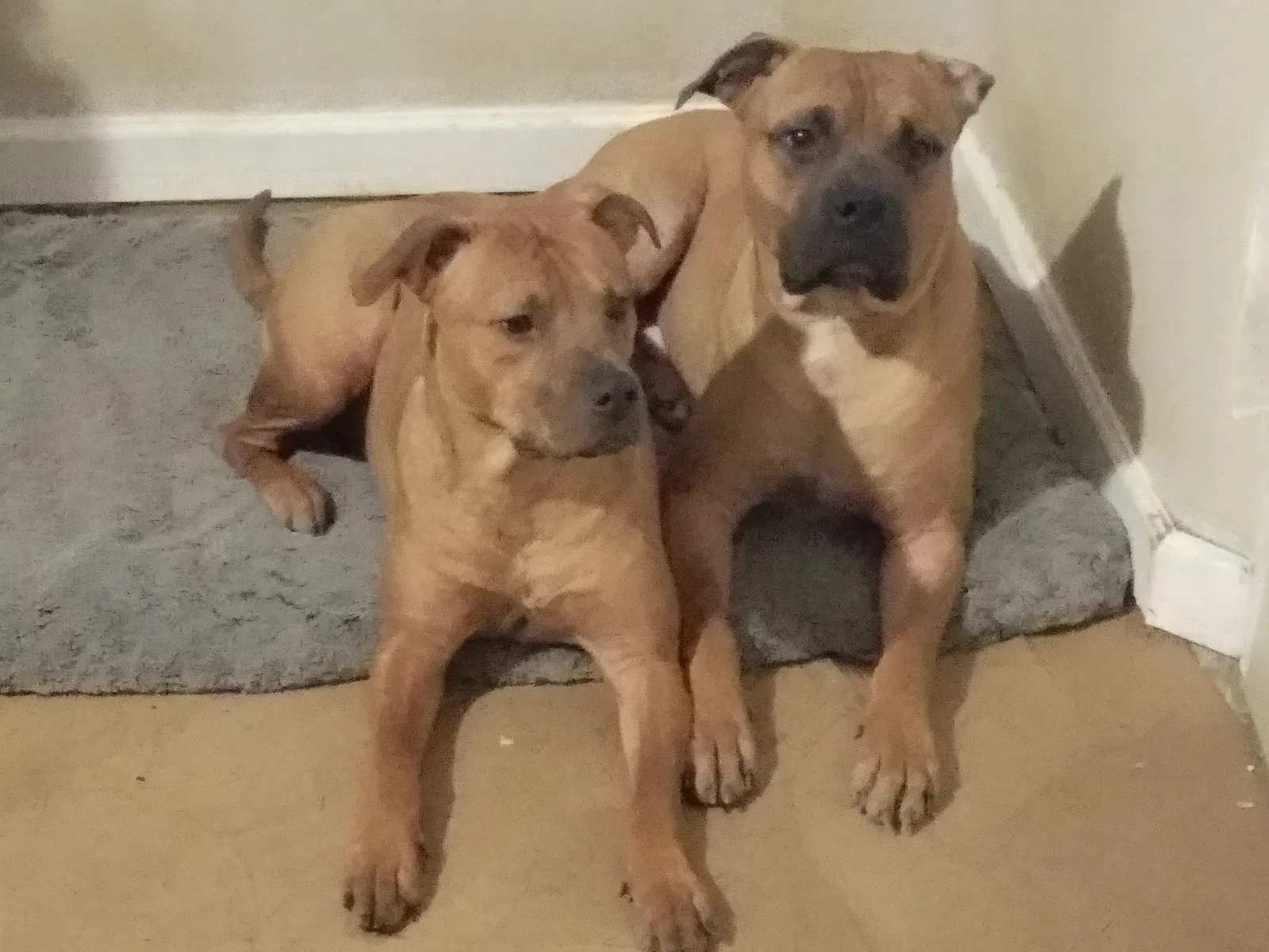 Found dog in Colorado Springs, CO, 80904
